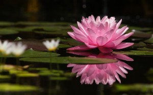 lotus-flower-background